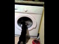 Cat Vs Washing Machine