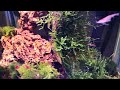Akvaryum Karides Java Moss Christmas Moss