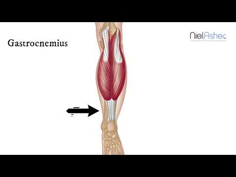 How To Find Trigger Points - Gastrocnemius