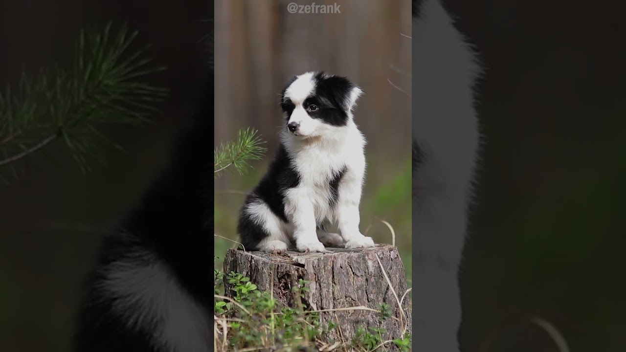 Creepy Dave: Border Collies