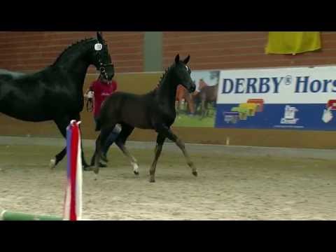 Stf v Don Noblesse x Depardieu 2016