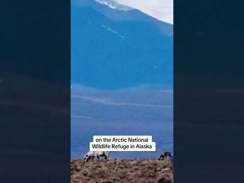 Biden administration cancels oil and gas leases in Alaska's Arctic National Wildlife Refuge #shorts