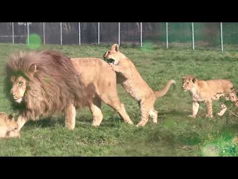 Lionceaux jouant avec leur père...des moments drôles
