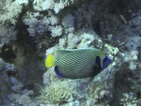 Red Sea Safari - Episode 4