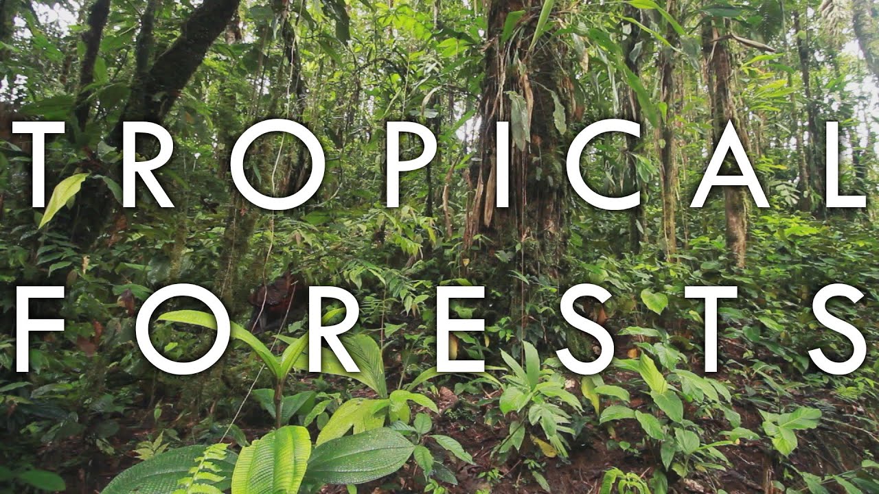 Tropical Rainforest and Tropical Seasonal Forest - Biomes#1