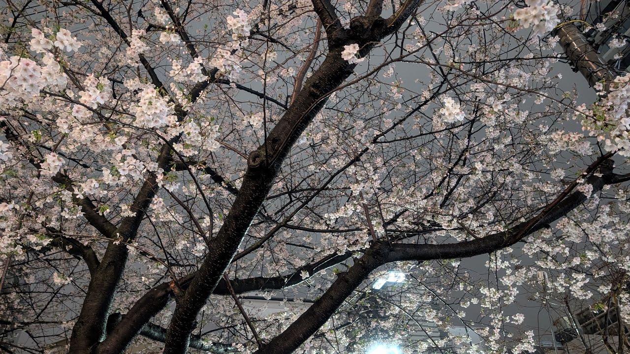 レモンサワーライブ