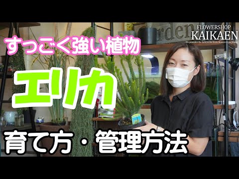 グレープヒース 植物