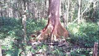 preview picture of video 'CENTRO ECOTURÍSTICO ''VILLA LUZ''  (TABASCO, MÉJICO) (I)'