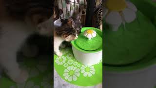 保護猫 ここがホーム