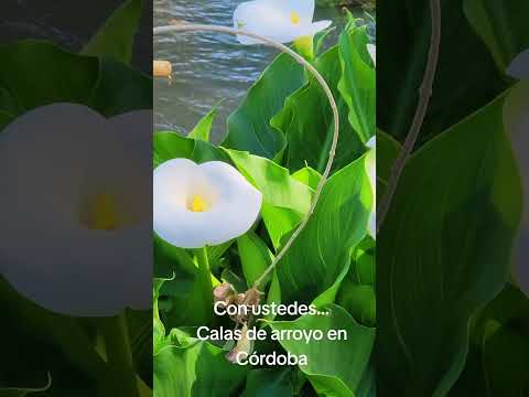 CALAS DE ARROYO en CÓRDOBA 🌿💦