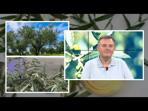 Gjethet e ullirit mrekulli për shëndetin, nga diabeti tek kolesteroli, tensioni i lartë dhe...