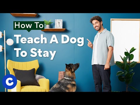How To Teach A Dog To Stay | Chewtorials