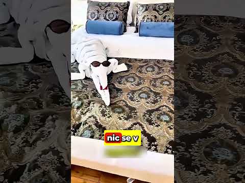 Co se stane, když necháte obří dýško?🤑😱