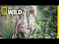 Florida Monkey Business United States Of Animals
