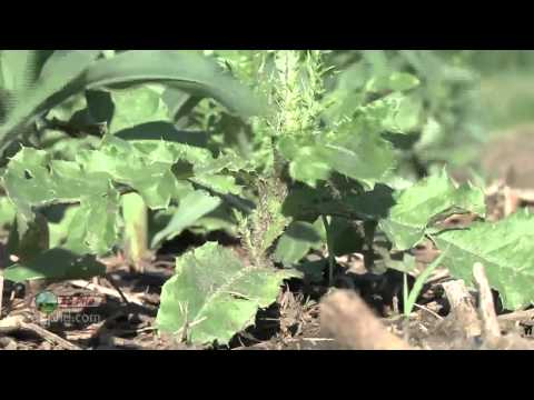 Farm Basics #822 - Noxious Weeds (Air Date 1/5/14)