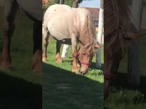 Iapa de 10 ani și mânză de 10 luni