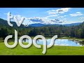 TV for Dogs - New England Rocky Cove on a Cloudy Day - 4K