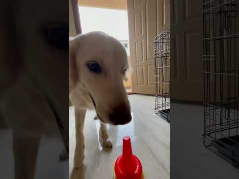 #cooldogs #dogtricks #dogtraining #goldenretreiver #smartdog