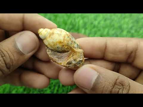 Dakshinavarta Mahalakshmi Hira Shankh video