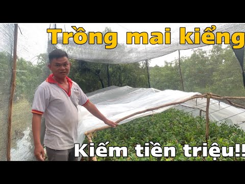 Tham Khảo Mô Hình Trồng Mai Kiểng - Đầu Tư Siêu Lợi Nhuận(kiếm tiền triệu mỗi ngày)