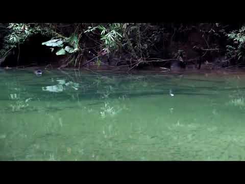 Borneo + Death Blow   Full Documentary