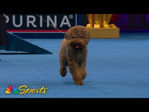 National Dog Show 2025: Sporting Group (Full Judging) | NBC Sports - YouTube