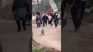 Download lagu Thief Dog: From buffalo to someone's girlfriend 😆 #shorts mp3