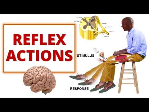 REFLEX ACTIONS| Cranial and Spinal Reflexes