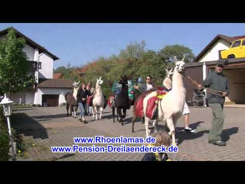 RhönLamas in Birx/Rhön HD