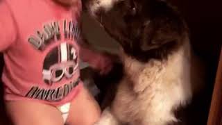 Video preview image #1 Australian Shepherd Puppy For Sale in NATIONAL CITY, CA, USA