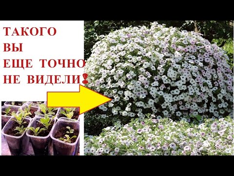 Такого вы еще точно не видели! самые шикарные петунии в мире! Сеем вместе!