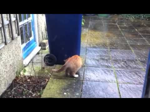 Cat hunting fail