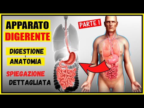 Apparato digerente: Digestione e Anatomia - Riassunto e spiegazione dettagliata -Corpo Umano PARTE 1