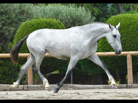ZAMBRA DE SUSAETA - SIRED BY QU DE SUSAETA - TWO YEAR OLD