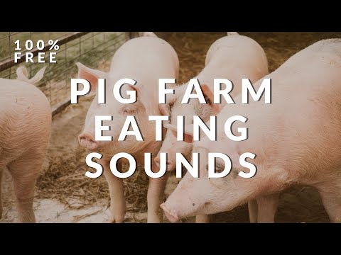 FREE Pig Oink Sound Effects | Pig Squeal & Snort Sounds | Download Animal Sounds