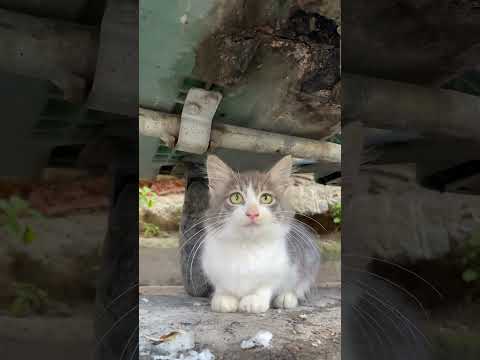我的处理是妥当的吧？ 土耳其 爱猫之城 流浪猫