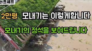 #모내기하는방법 #쌀농사벼농사 #농촌농업샤인머스켓