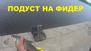 Подуст ловля на фидер