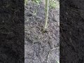 Bending outdoor weed plant to promote even bushy growth