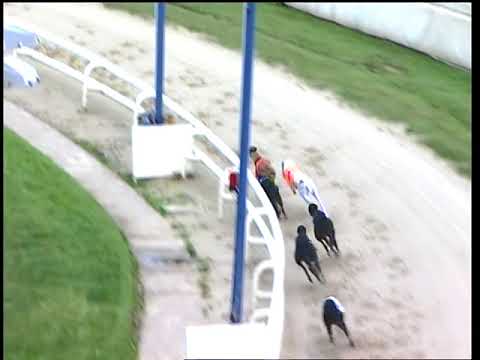 2017 WILLIAM HILL ST LEGER - HEAT 8 - T6 JAYTEE PATRIOT