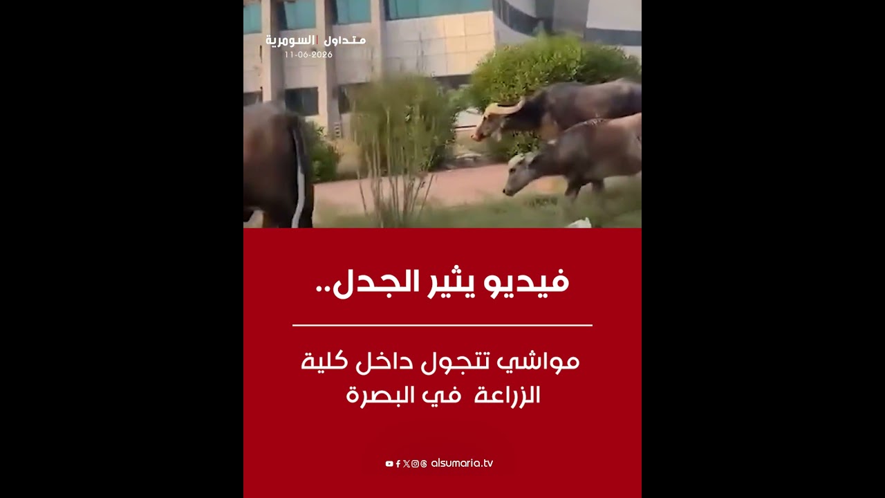 فيديو | فيديو يثير الجدل.. مواشي تتجول داخل كلية الزراعة في البصرة