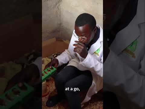 Broiler Chicken Farming broilerchicken poultryfarming chicken poultrymanagement