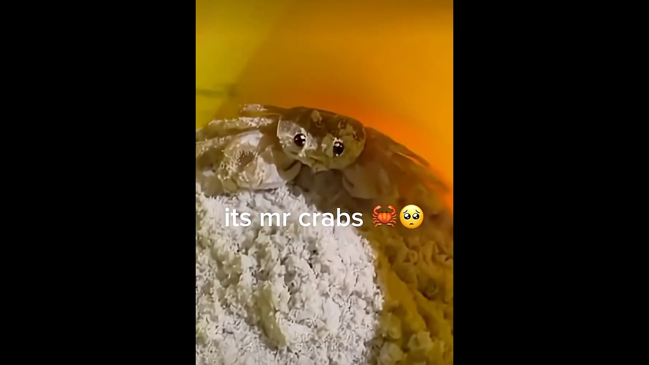 ITS ✨MR  CRABS ✨ #dontflop #pleasedontstealmyvideo #crab #crabcore
