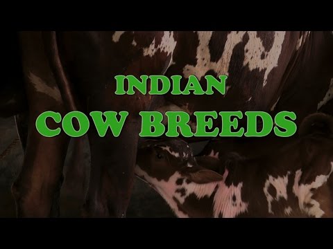 , title : 'Indian Cow Breeds - English'