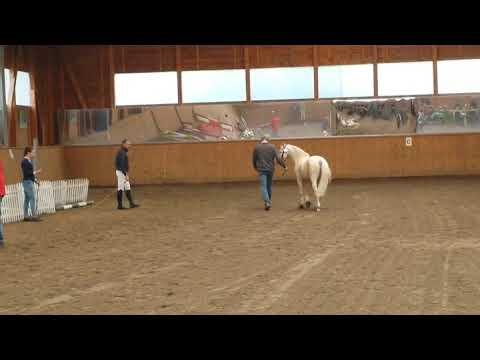 Cadlanvalley Sir Ivanhoe 🦄 (Boston Bonaparte/Newtonhill Naughty Boy Charlie)  Welsh-B Cremellohengst