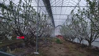 시설 3농장 체리 꽃 만개 방제 합니다.                                     무…
