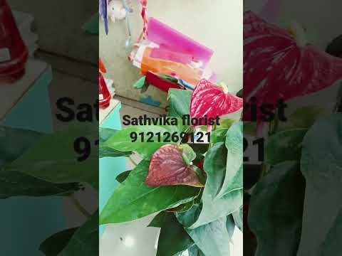 #Big Anturium natural plant                        #sathvika florist(9121269121)