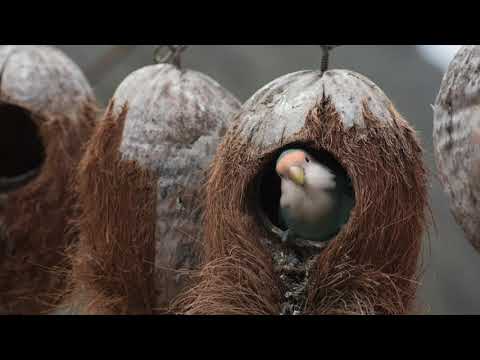 Psalm 84 - Read by Lauri