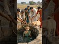 Dog Helping Human In Village Emotional Moment Shorts Viral Trending Trendingshorts Viralvideo