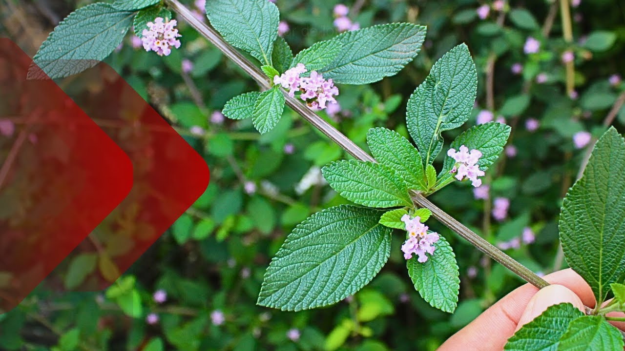 Saiba TUDO sobre a ERVA-CIDREIRA (Lippia alba): CARACTERÍSTICAS E BENEFÍCIOS